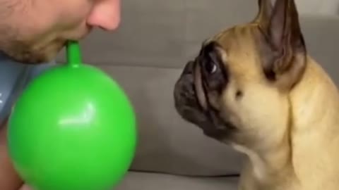 do not repeat) the dog inflates the balloon)