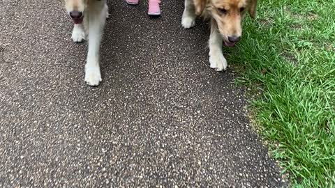 Fearless Toddler walking her Golden Retrievers