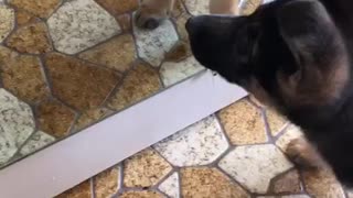 Puppy tries to befriend her reflection in mirror