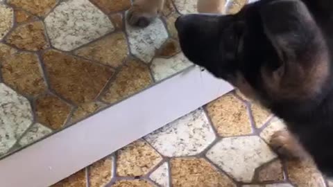 Puppy tries to befriend her reflection in mirror