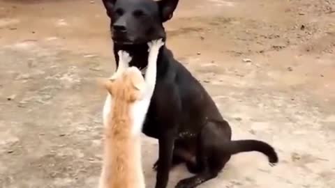 Funniest 🐈 cute cat videos