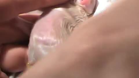 DOG BIRTH Part 2