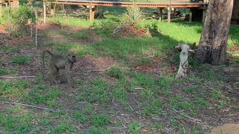 Baboons Follow Nervous Resort Guest