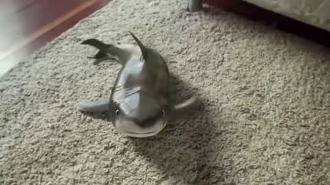 Funny and Cutest Baby Shark Reaction 2021