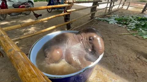 Morning shower and the elephant is pleasant