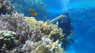 Love Bird Husband Sends Love Signals under Water