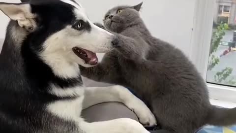 Cat x dog