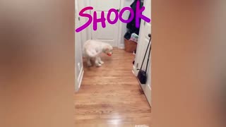 cat scares a dog