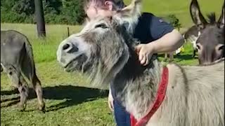 Sweet and friendly donkey can't get enough scratches