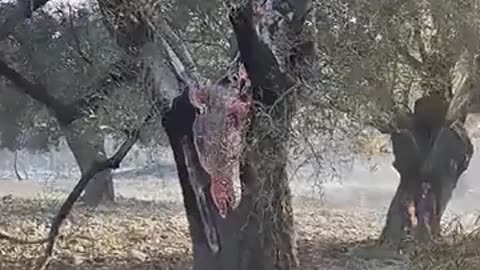 Φωτιές - Δέντρο φλέγεται από μέσα Ελλάδα