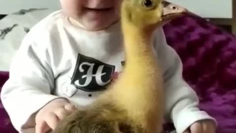 A baby caresses the duckling sweetly👶