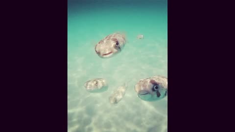 beautifull fish funny video