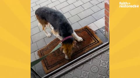 This Dog Stared At The Wall For Hours Until Finally Realized He Was Home _ The Dodo Faith Restored