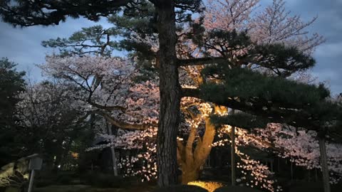 Kanazawa Cherry Blossoms "Kenrokuen" Part-2