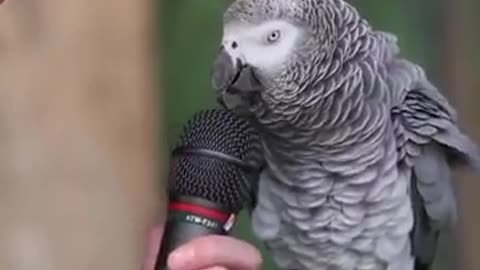 Parrot Einstein Talking Amazing video