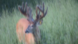 Mountain Clean Whitetails Moonshine @ 2 yrs. old