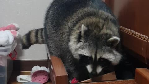 Sneaky raccoon decides to go through all of the dresser drawers