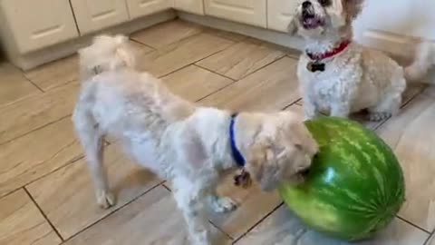 Little dog takes on fight with a watermelon