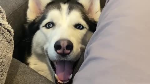 Funny Husky HIDES When You Go To BOOP HER NOSE!!!