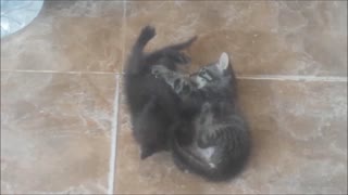 Funny Kitten playing and Wrestling