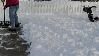 Doggie Does Flips Trying to Catch Flying Snow