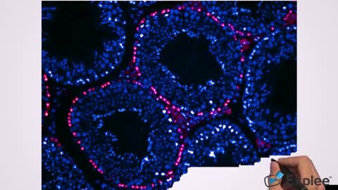 Creative bioarray Epithelial Cells