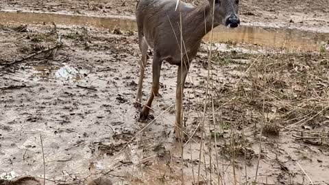 Unexpected Visitor at the Deer Feeder