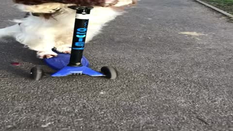 Park Pup Goes Scooting