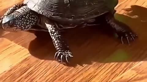 this turtle just doesn't dance as it knows how to get into the rhythm!!😂🐢