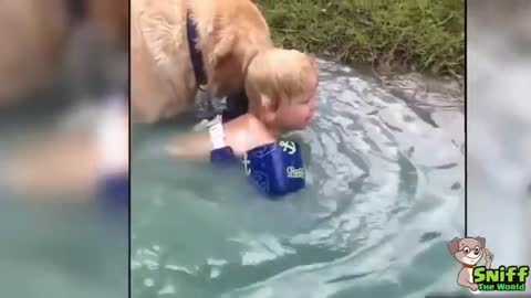 Loyal Dogs Saved People Life Compilation