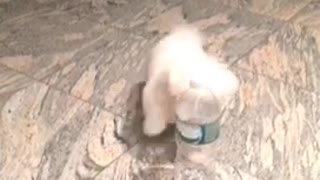 Small white puppy dog knocks over water bottle then attacks it
