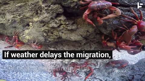 Christmas Island is almost drowning in crabs