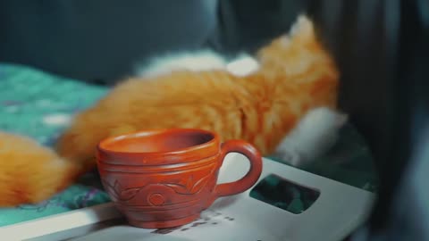 cute cat funny video | cute animal videos | cute baby cat funny animal videos