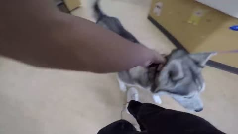 Siberian Husky Breaks Down CRYING After Being Booked Out of Jail! !