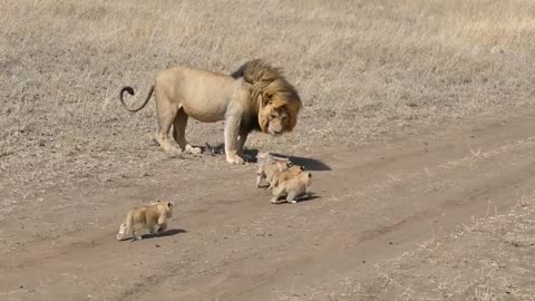 Lion Cubs chasing after male lion