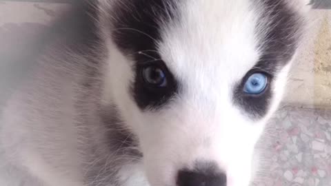 husky