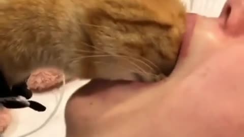 Cat in mouth