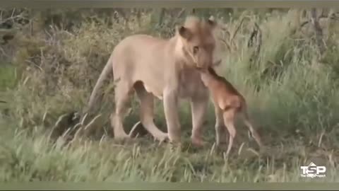 Lion Saves Baby Deer From hungry lion