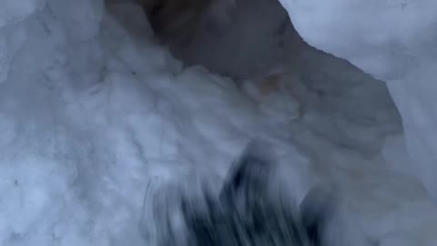 Funny Dog Playing in a Snow Tunnel