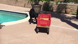 Black dog barks at red wagon turtle by pool