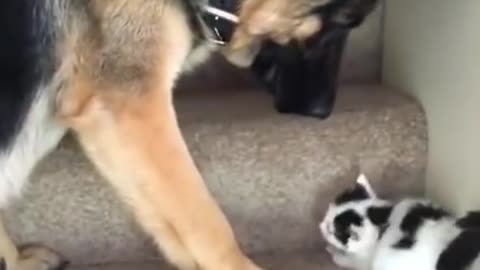 Dog Carries Kitten Upstairs !