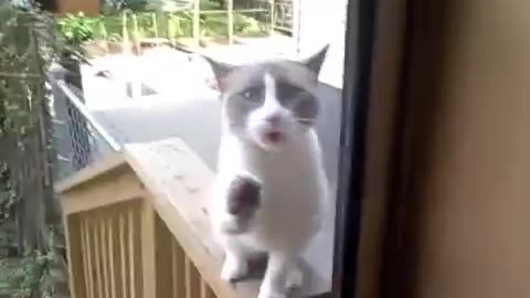 Yelling Cat outside