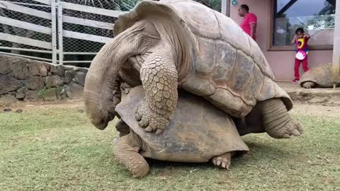 Sex Between Giant Aldabra Tortoises - La Vanille Nature Park in Mauritius!
