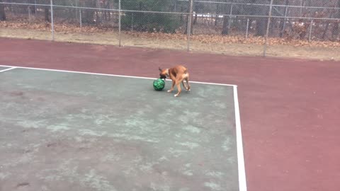Harley the 10-month old Boxer Puppy Plays with a Basketball