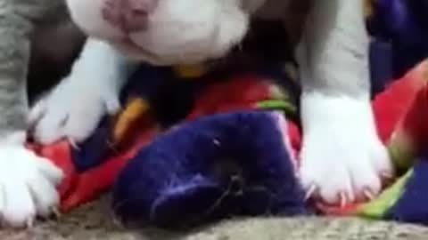 Cute little American bully puppies have a good time in this video.