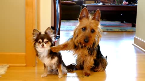 Which Dog Pooped in the Kitchen? The Dog Actually Has An Answer!