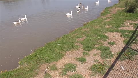 los patos en las laguna