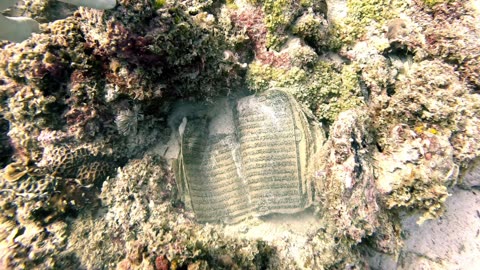 Diver Discovers Quran On Mauritius Reef