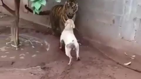 Dog fight with tiger
