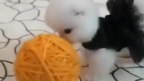 Adorably Cute Teacup Poodle Puppy's Daily Life